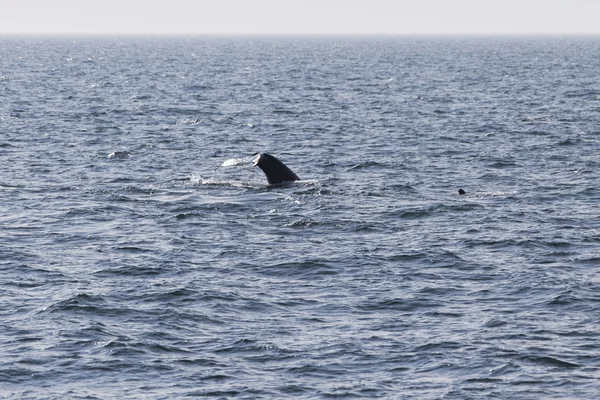 Walvis aan kust van Oceaan — Stockfoto