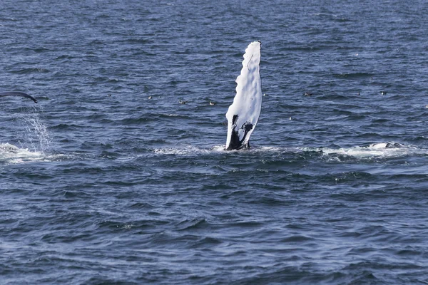 Whale on  coast of  ocean — Stock Photo, Image