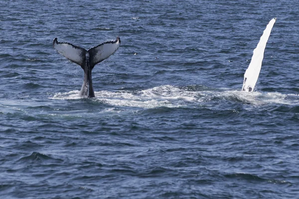 Whale on  coast of  ocean — Stock Photo, Image