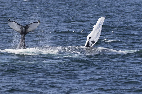 Whale on  coast of  ocean — Stock Photo, Image