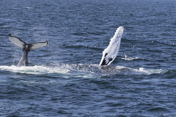 Ballena en la costa del océano — Foto de Stock