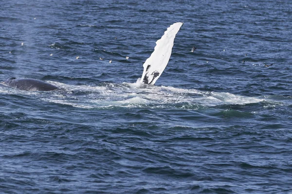 Whale på kusten av havet — Stockfoto