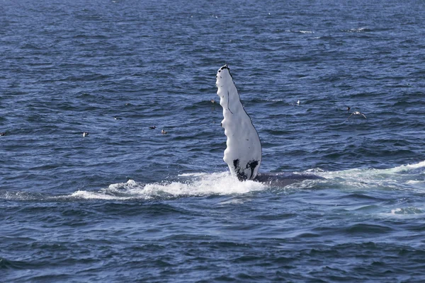 Whale on  coast of  ocean — Stock Photo, Image