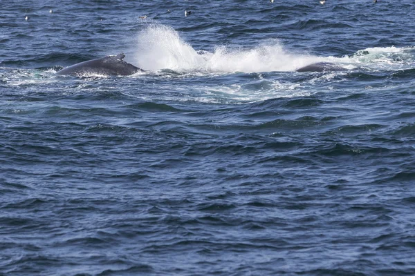 Ballena en la costa del océano —  Fotos de Stock