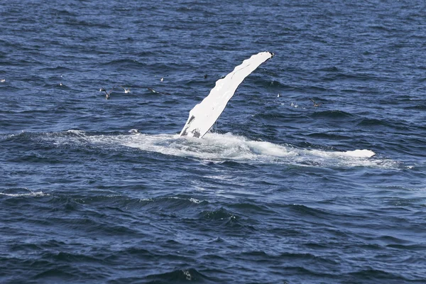 Ballena en la costa del océano — Foto de Stock