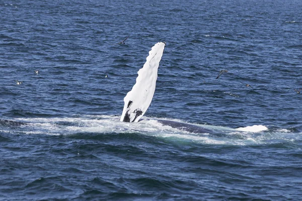 Ballena en la costa del océano — Foto de Stock