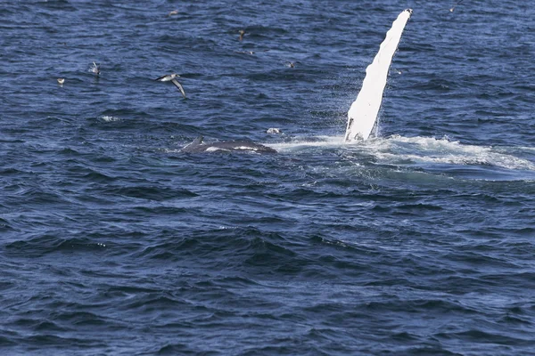 Ballena en la costa del océano — Foto de Stock