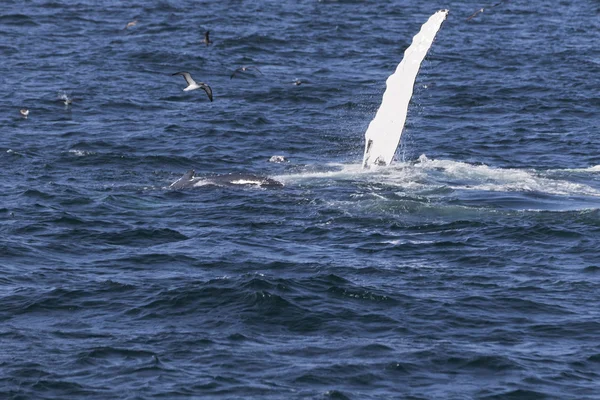 Ballena en la costa del océano — Foto de Stock