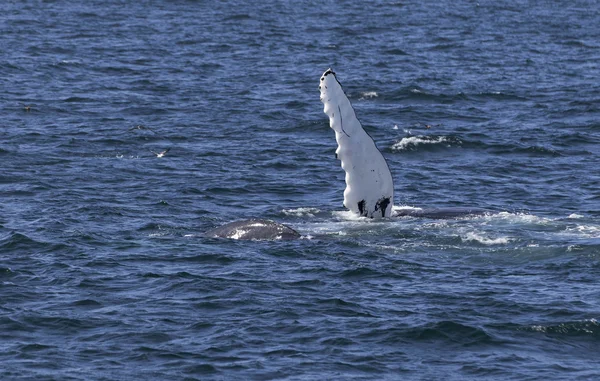 Whale on  coast of  ocean — Stock Photo, Image