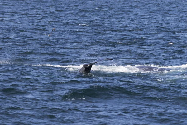 Whale on  coast of  ocean — Stock Photo, Image