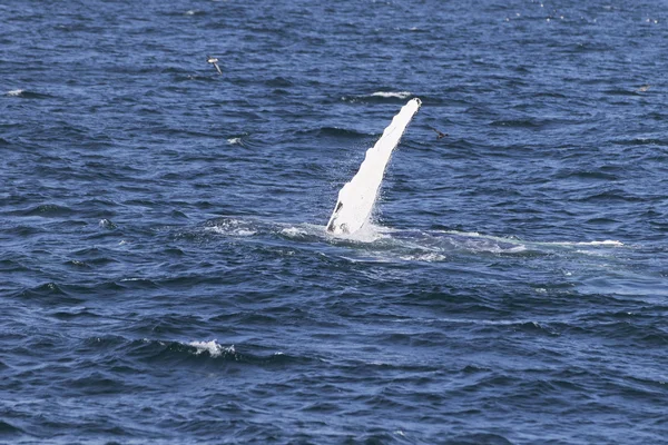 Wal an der Küste des Ozeans — Stockfoto