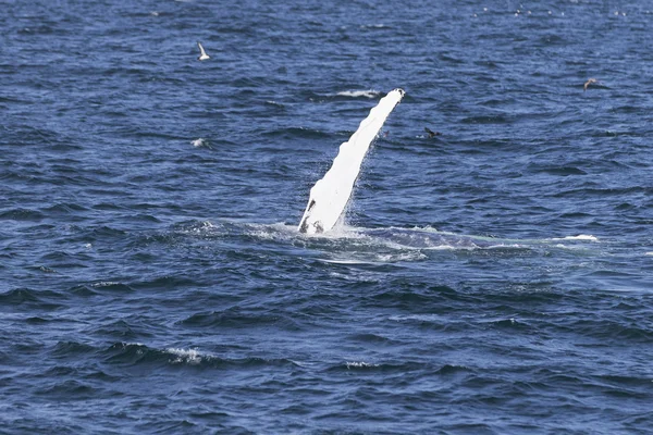Okyanus kıyısında balina — Stok fotoğraf