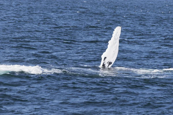 Wal an der Küste des Ozeans — Stockfoto