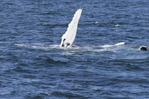 Wal an der Küste des Ozeans — Stockfoto