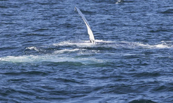 Okyanus kıyısında balina — Stok fotoğraf