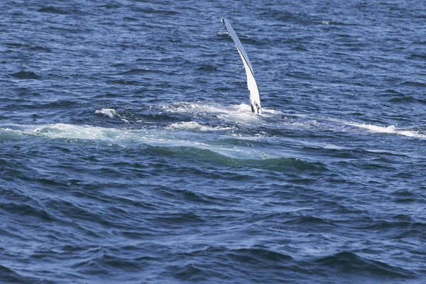 Whale on  coast of  ocean — Stock Photo, Image