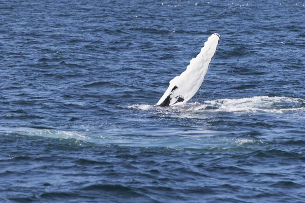 Ballena en la costa del océano — Foto de Stock