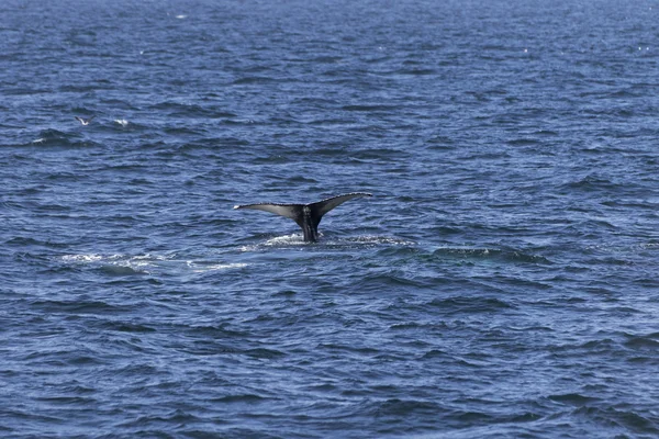 Velryba na pobřeží oceánu — Stock fotografie
