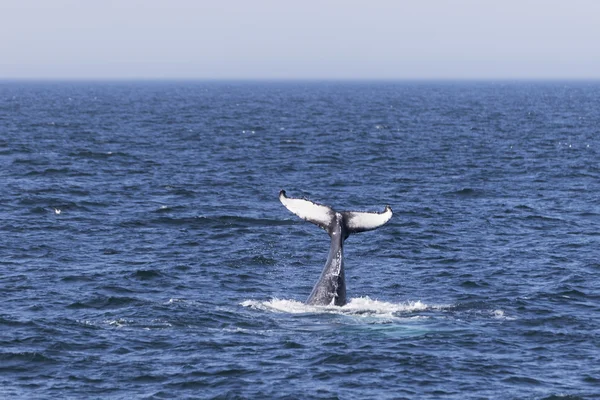 Whale on  coast of  ocean — Stock Photo, Image