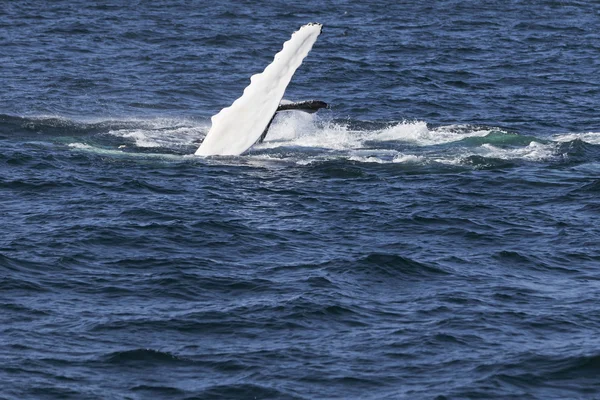 Wal an der Küste des Ozeans — Stockfoto