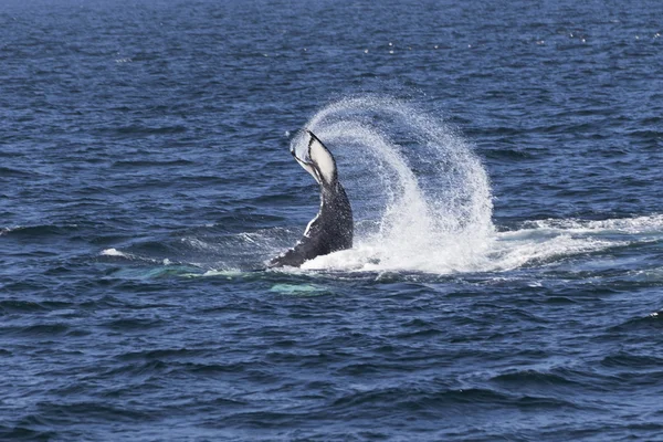 Whale on  coast of  ocean — Stock Photo, Image