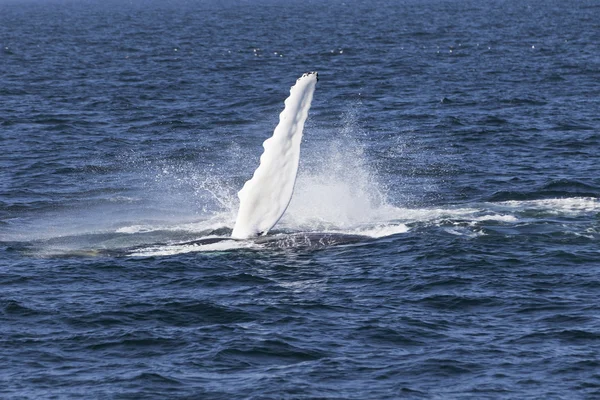 Wal an der Küste des Ozeans — Stockfoto