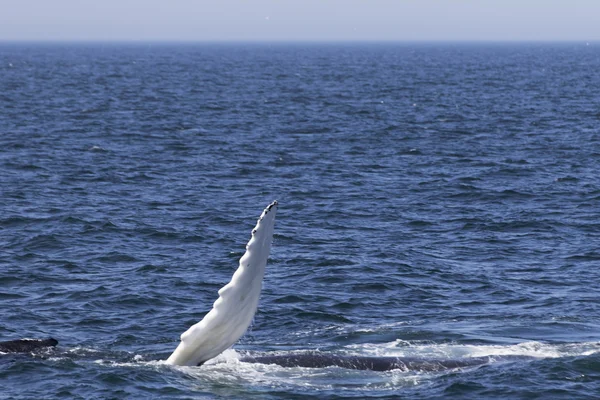 海の海岸にクジラします。 — ストック写真