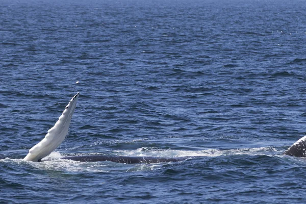 Ballena en la costa del océano — Foto de Stock