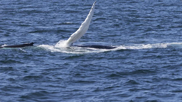 Ballena en la costa del océano — Foto de Stock