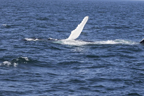 Balena sulla costa dell'oceano — Foto Stock