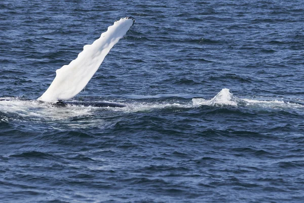 Baleia na costa do oceano — Fotografia de Stock