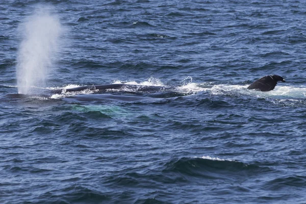Walvis aan kust van Oceaan — Stockfoto