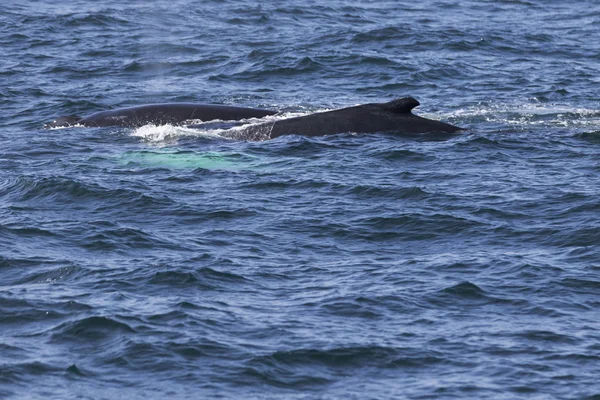 Whale on  coast of  ocean — Stock Photo, Image