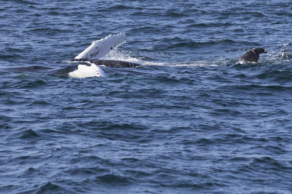 Whale på kusten av havet — Stockfoto