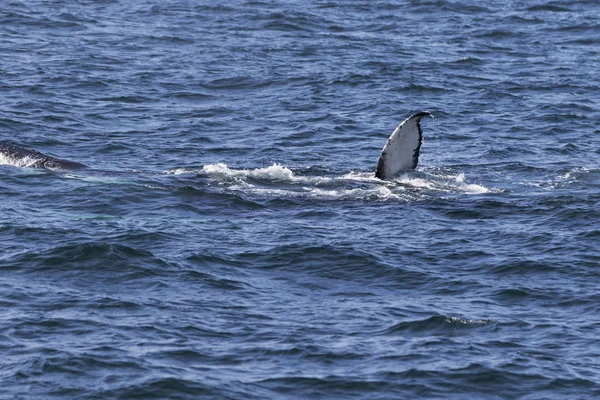 Whale på kusten av havet — Stockfoto