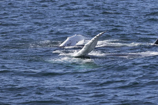 Ballena en la costa del océano — Foto de Stock
