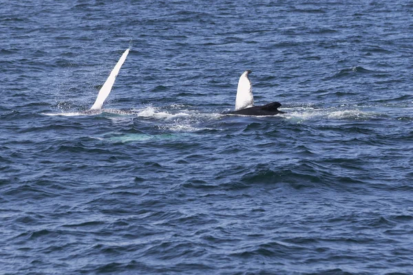 Ballena en la costa del océano — Foto de Stock