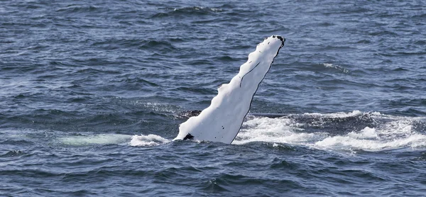 바다의 해 안에 고래 — 스톡 사진