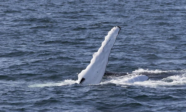 Whale på kusten av havet — Stockfoto