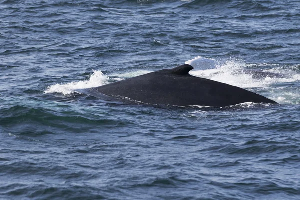 Whale on  coast of  ocean — Stock Photo, Image