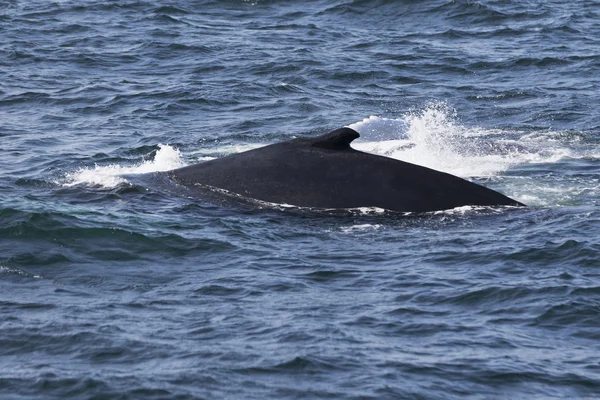 Whale on  coast of  ocean — Stock Photo, Image