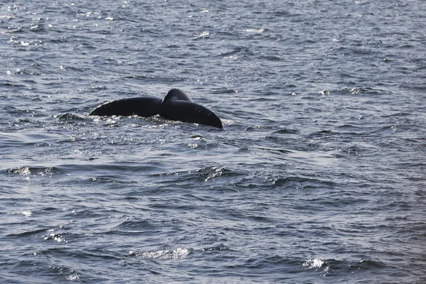 Whale on  coast of  ocean — Stock Photo, Image