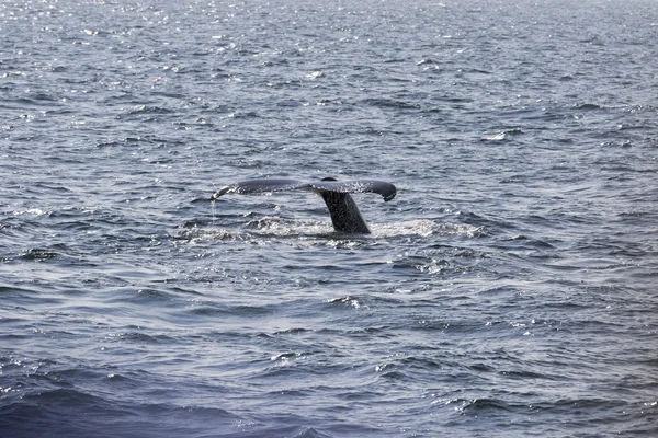 Whale on  coast of  ocean — Stock Photo, Image