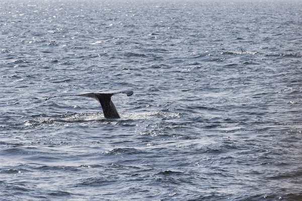 Ballena en la costa del océano — Foto de Stock