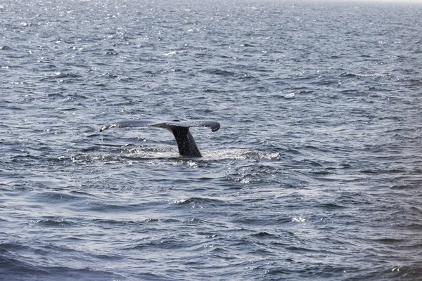 Φάλαινα στις ακτές του ωκεανού — Φωτογραφία Αρχείου