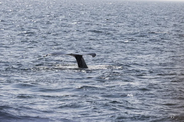 海の海岸にクジラします。 — ストック写真