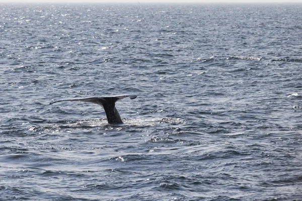 Wieloryb na wybrzeżu Oceanu — Zdjęcie stockowe