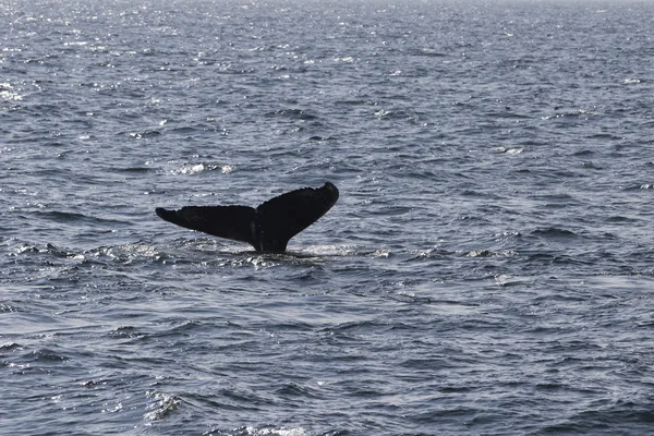 Velryba na pobřeží oceánu — Stock fotografie