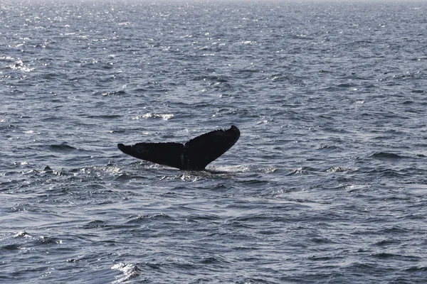 Walvis aan kust van Oceaan — Stockfoto