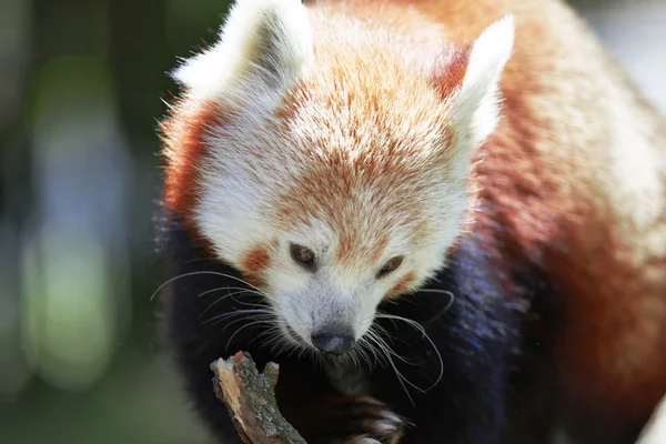 Cute Red Panda — Stock Photo, Image